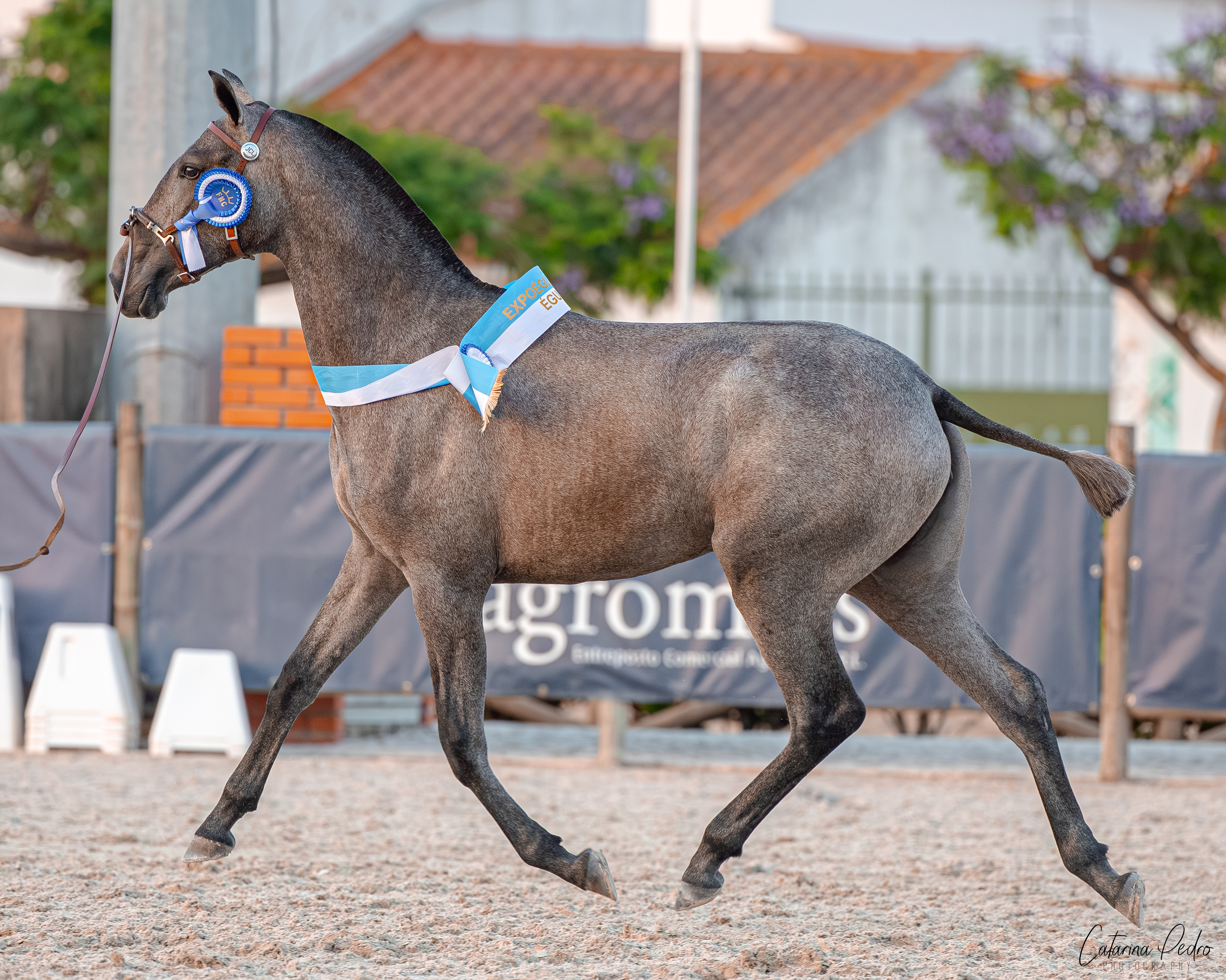 Vénus JCL at presentation